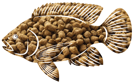Tilapia