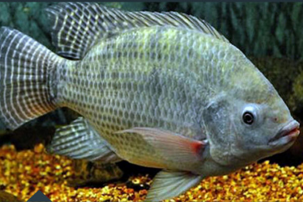 Microtek Hormonado para Tilapia
